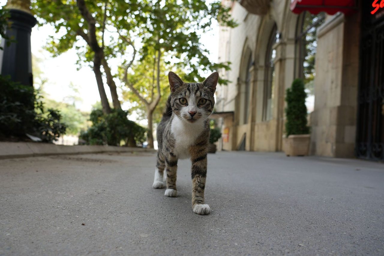 A local tabby cat walking in the streets of Baku
