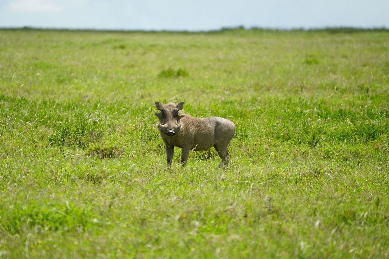 Common Warthog(Pumbaa)
