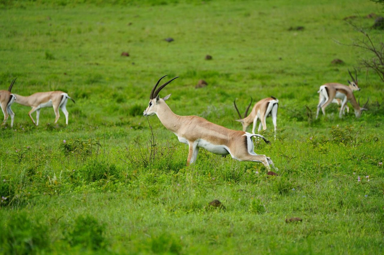 Thomson's Gazelles