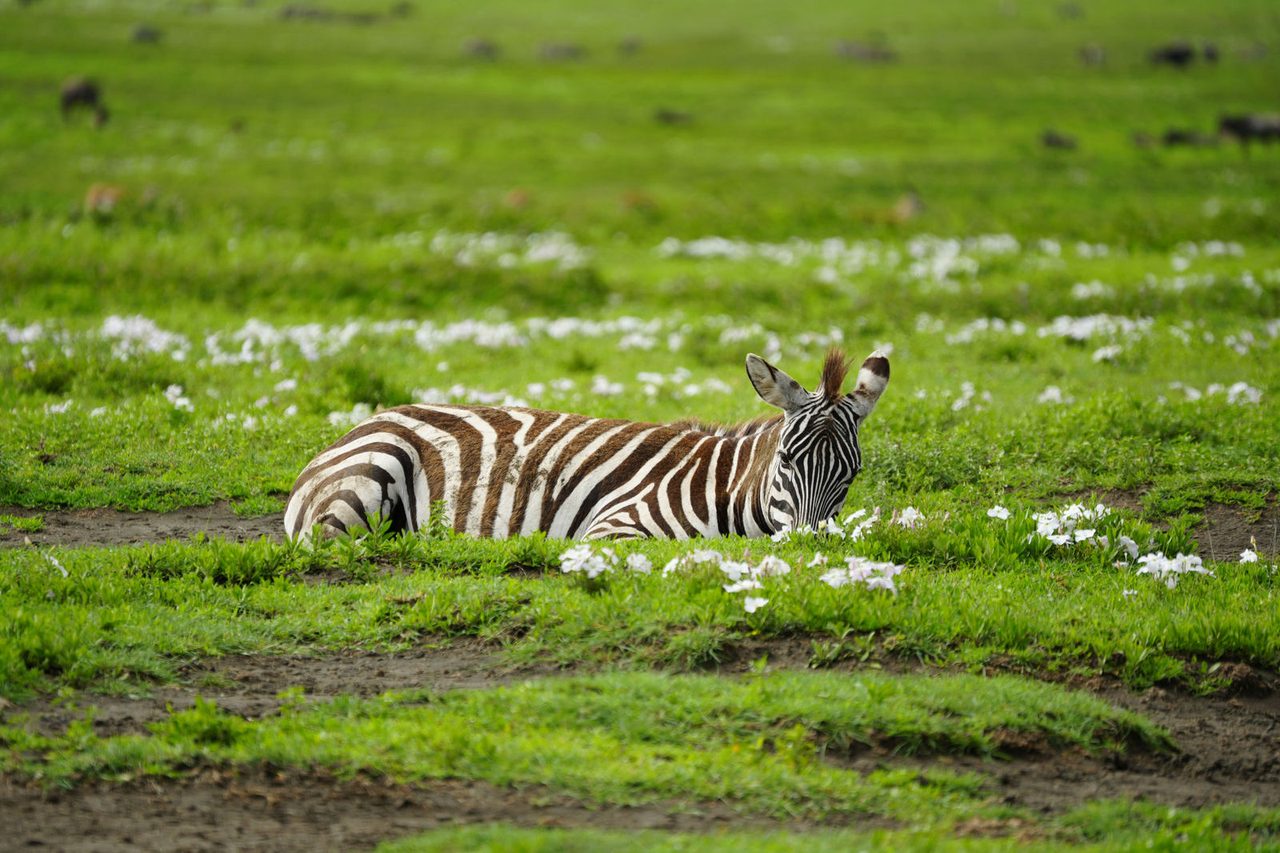 Grant's Zebra