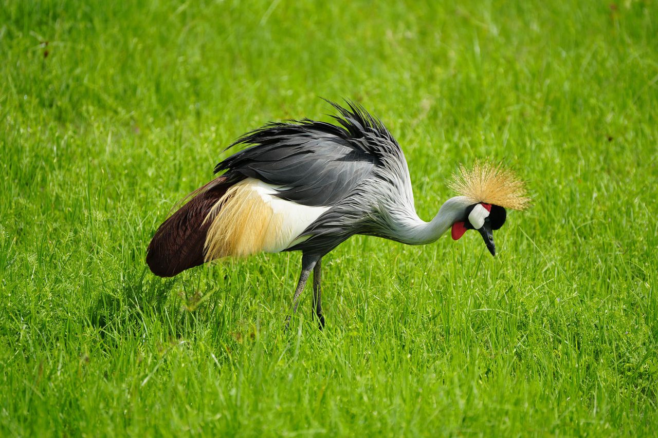 Gray Crowned Crane
