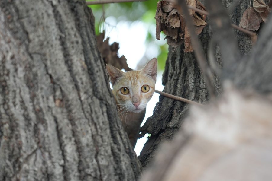 Marina Beach (A ginger cat peering from a tree in Chennai)