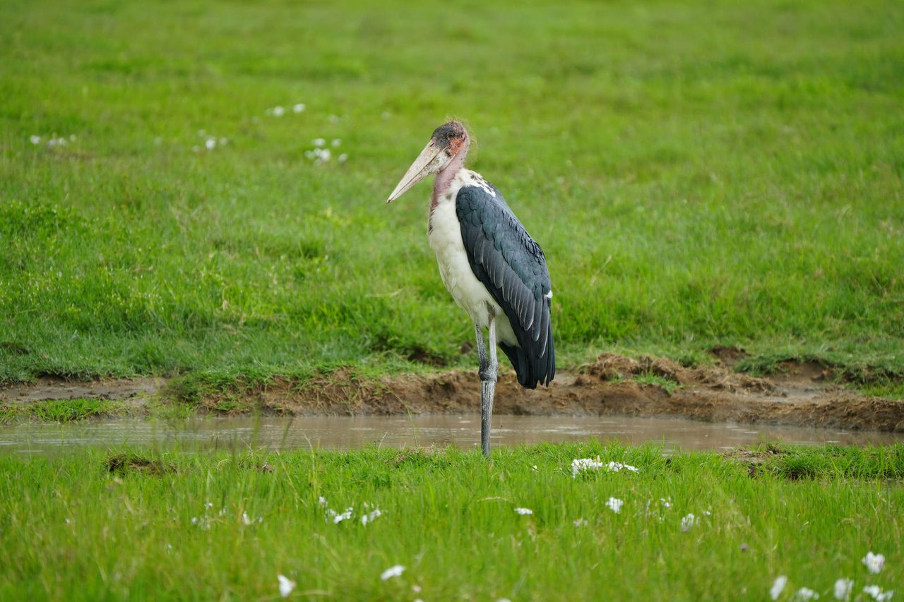 Marabou Stork