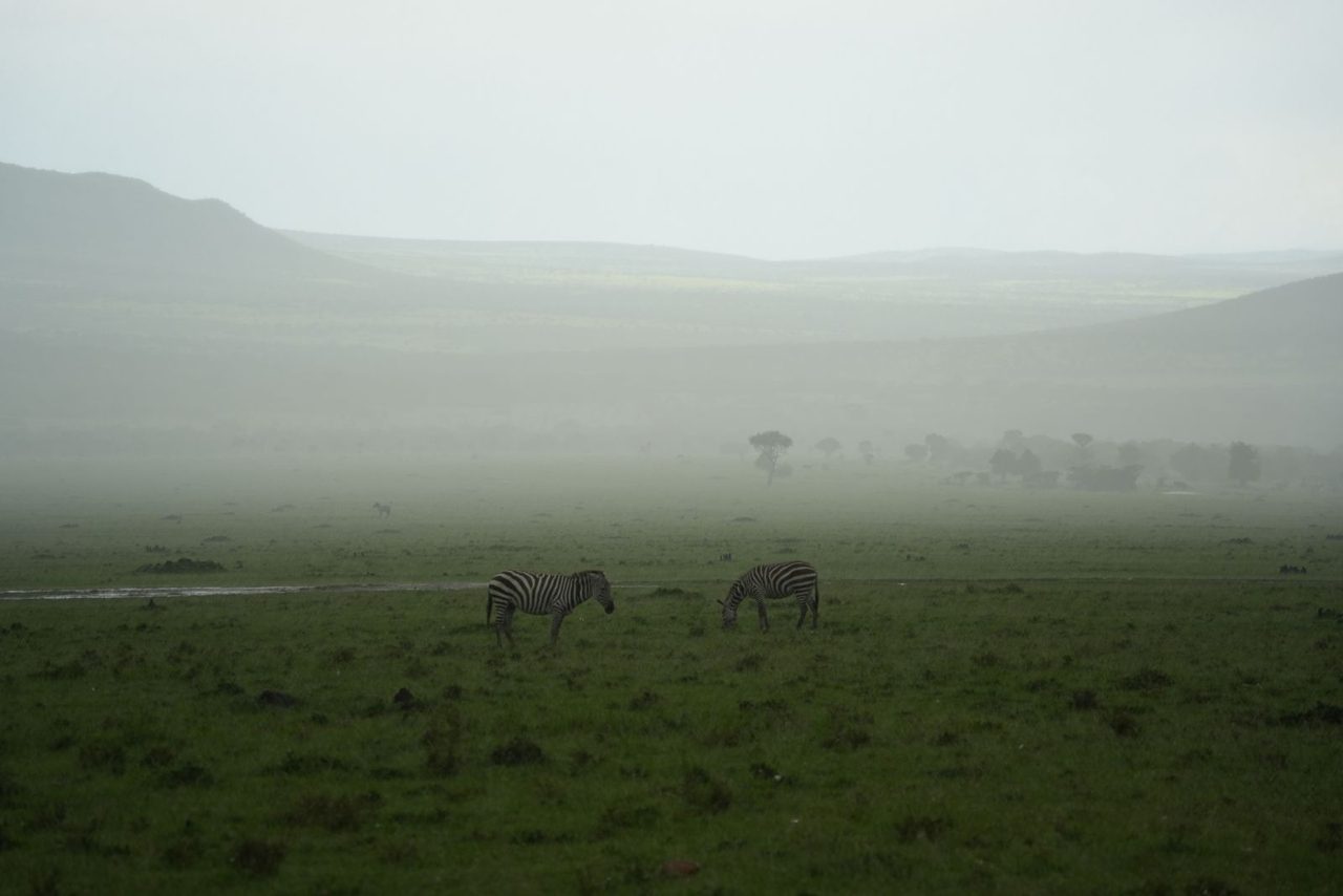 Plains Zebras