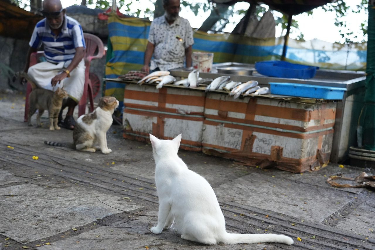 Fort Kochi (Cats at a fish market near the Chinese Fishing Nets)