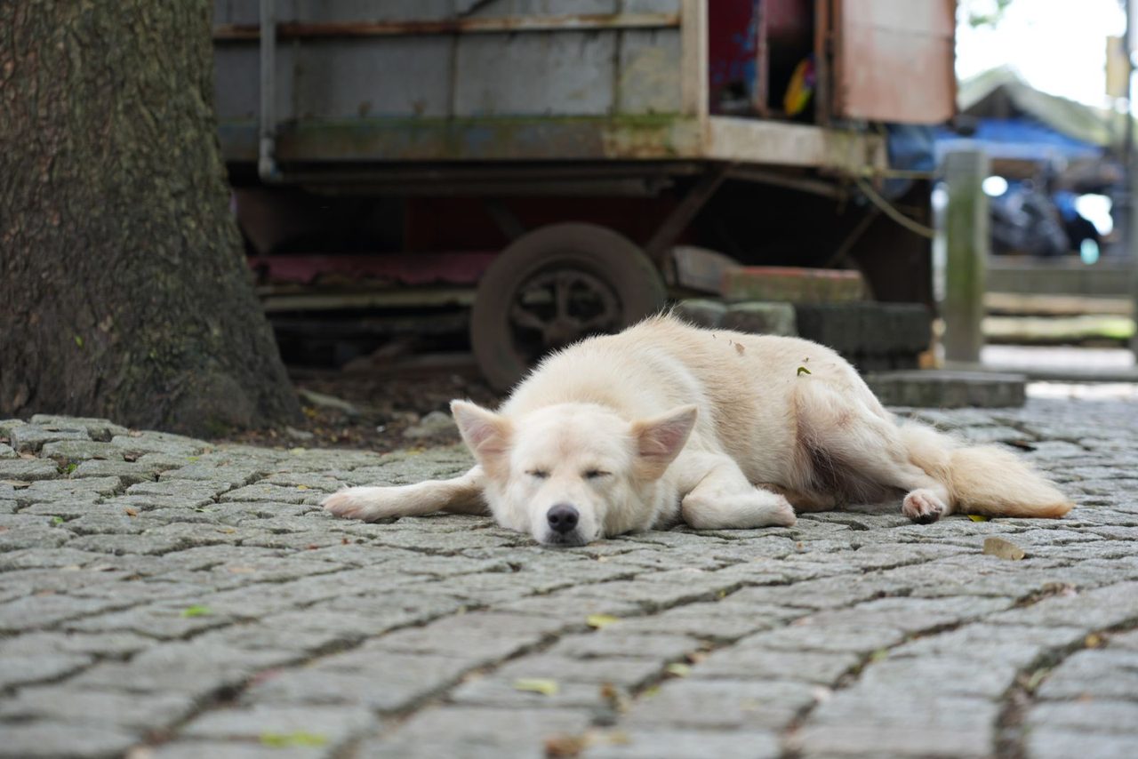Fort Kochi (A stray dog sleeping on a cobblestone street)
