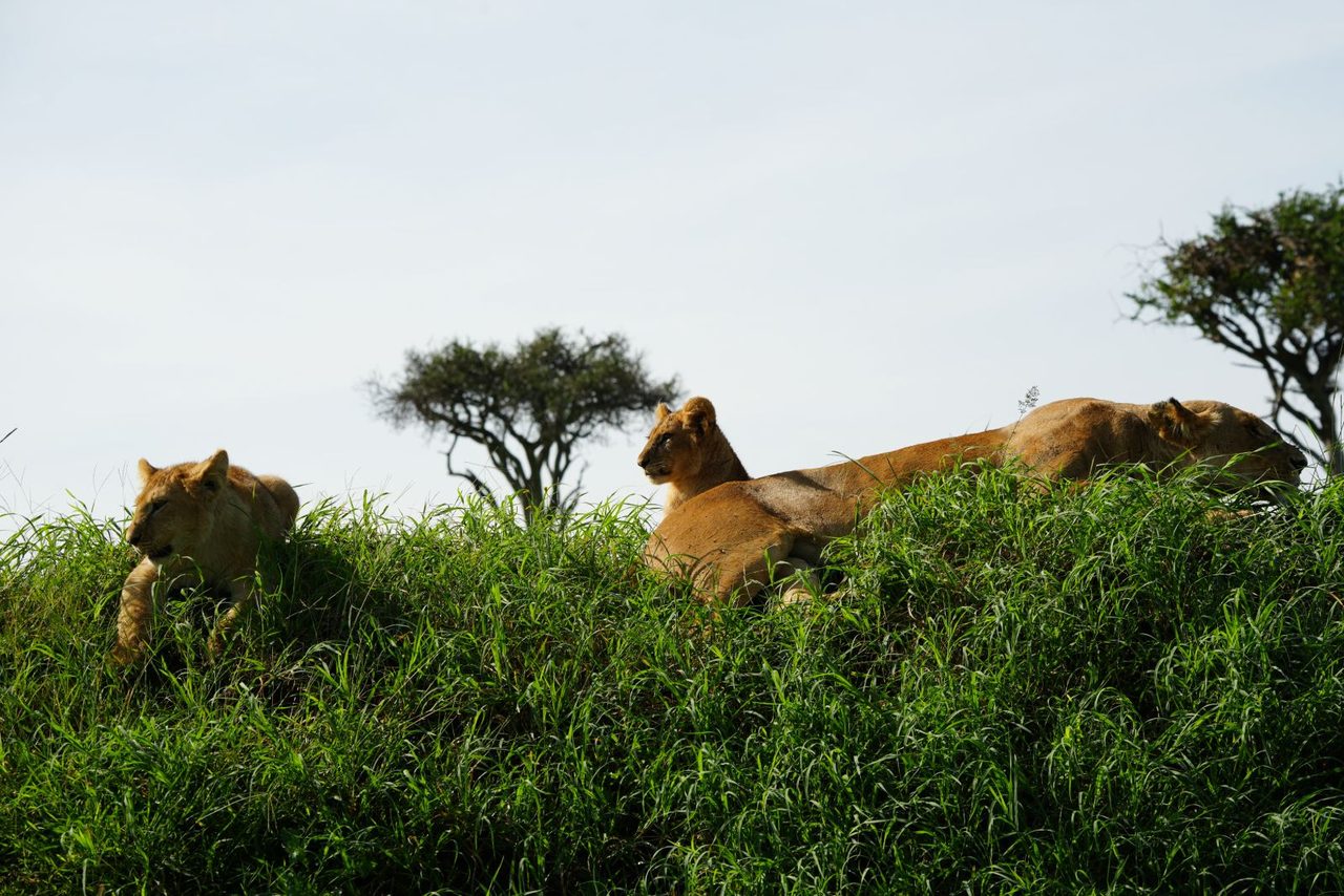 Lions
