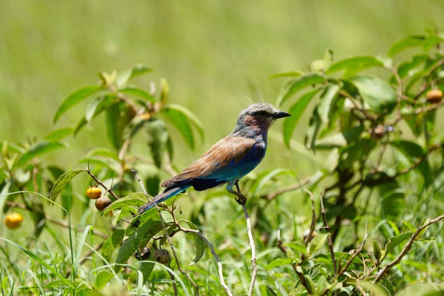 Lilac-breasted Roller