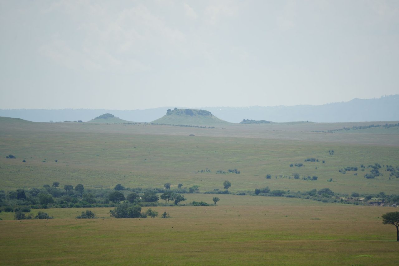 Savanna Grasslands