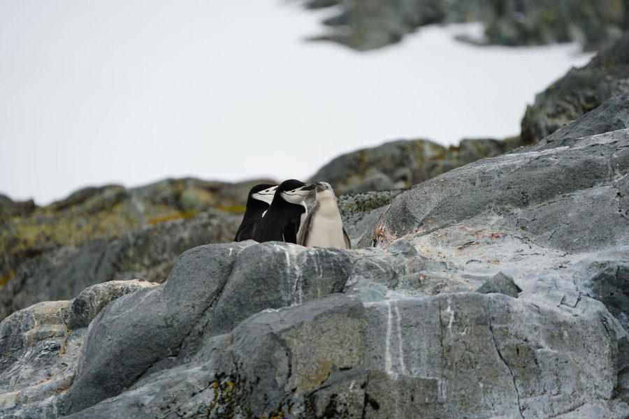 Chinstrap Penguins