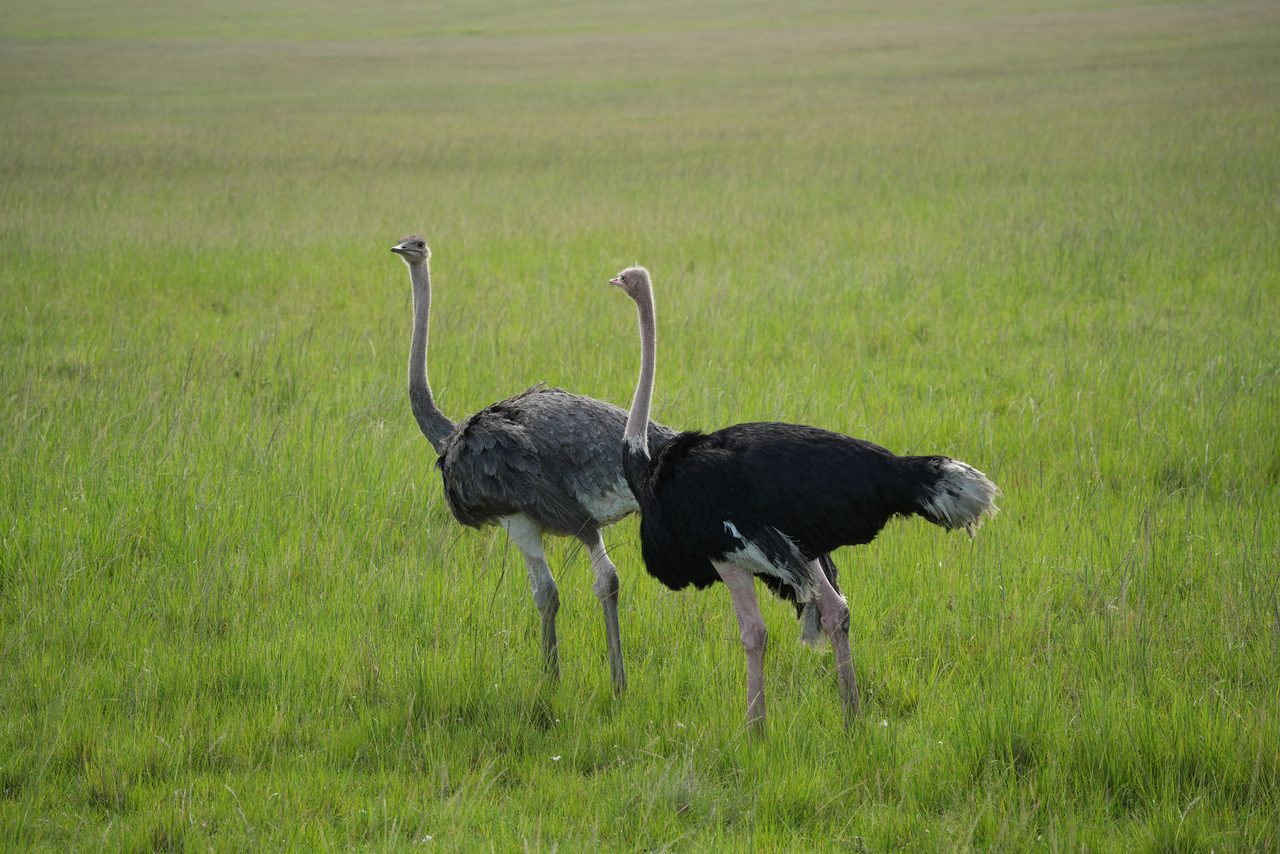 Masai Ostriches