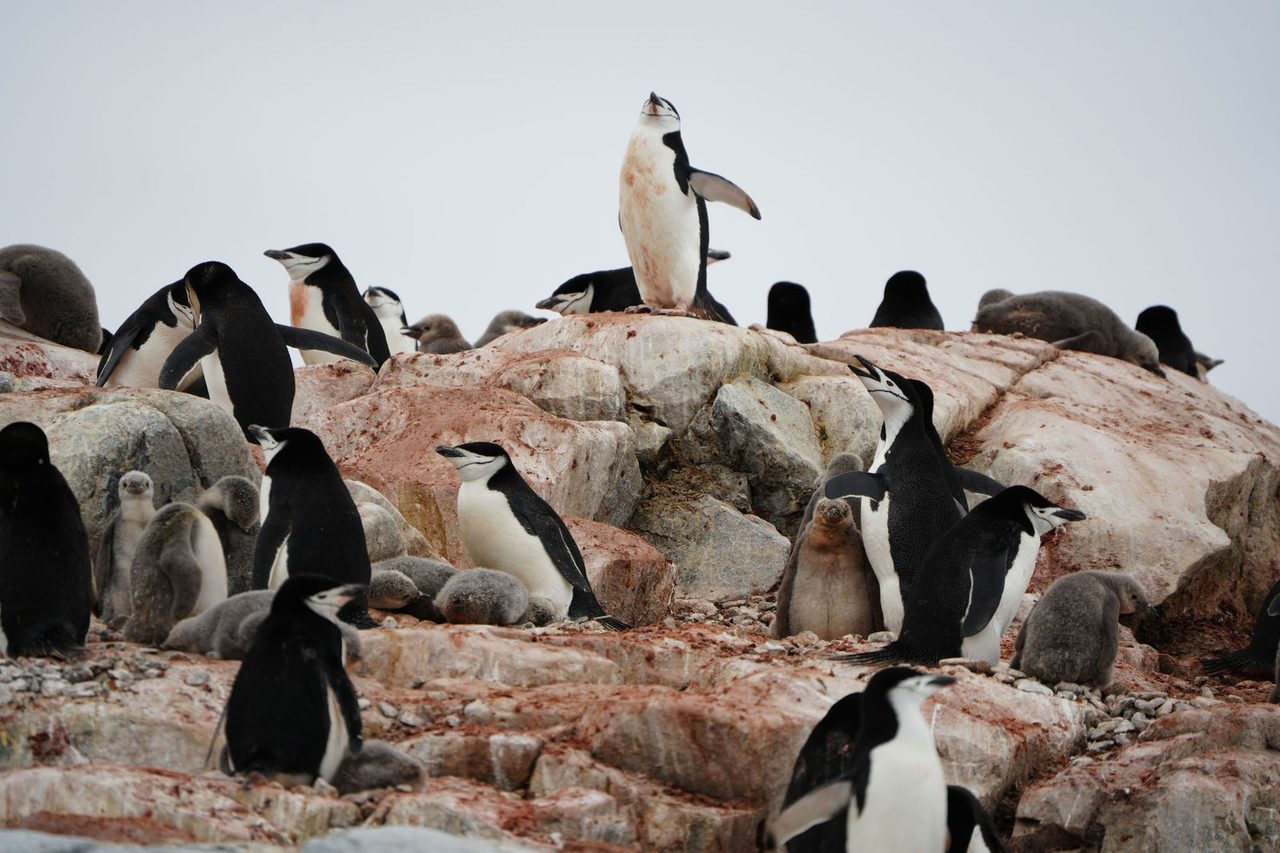 Chinstrap Penguins