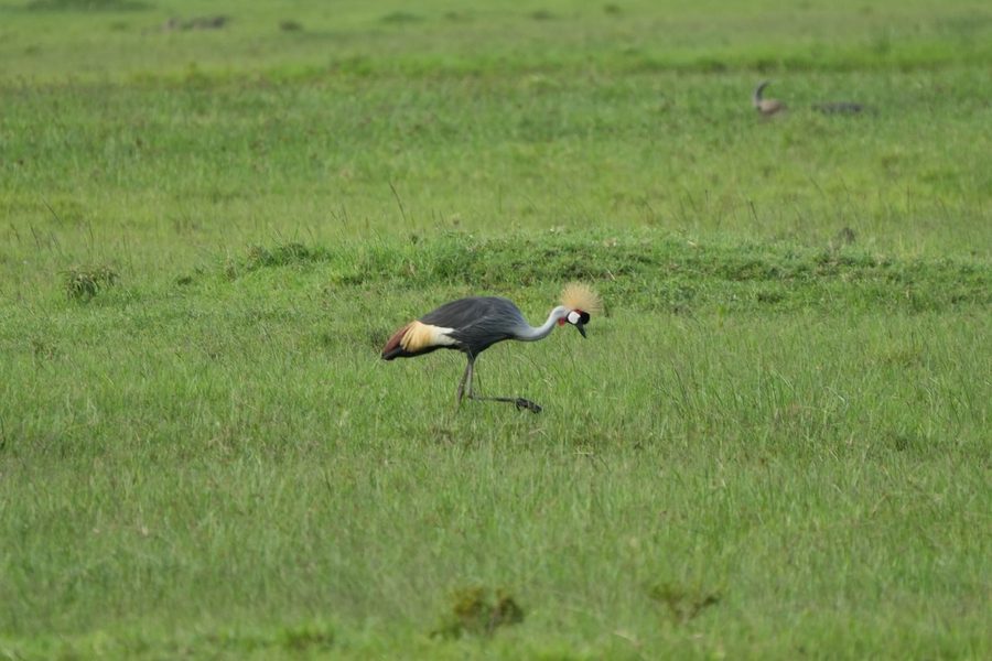 Grey Crowned Crane