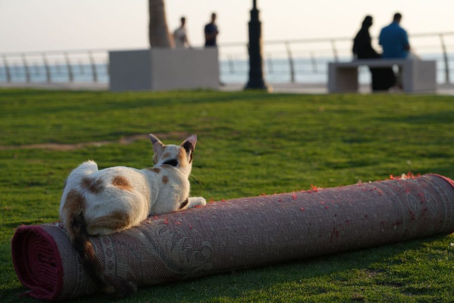 Cats in Saudi Arabia