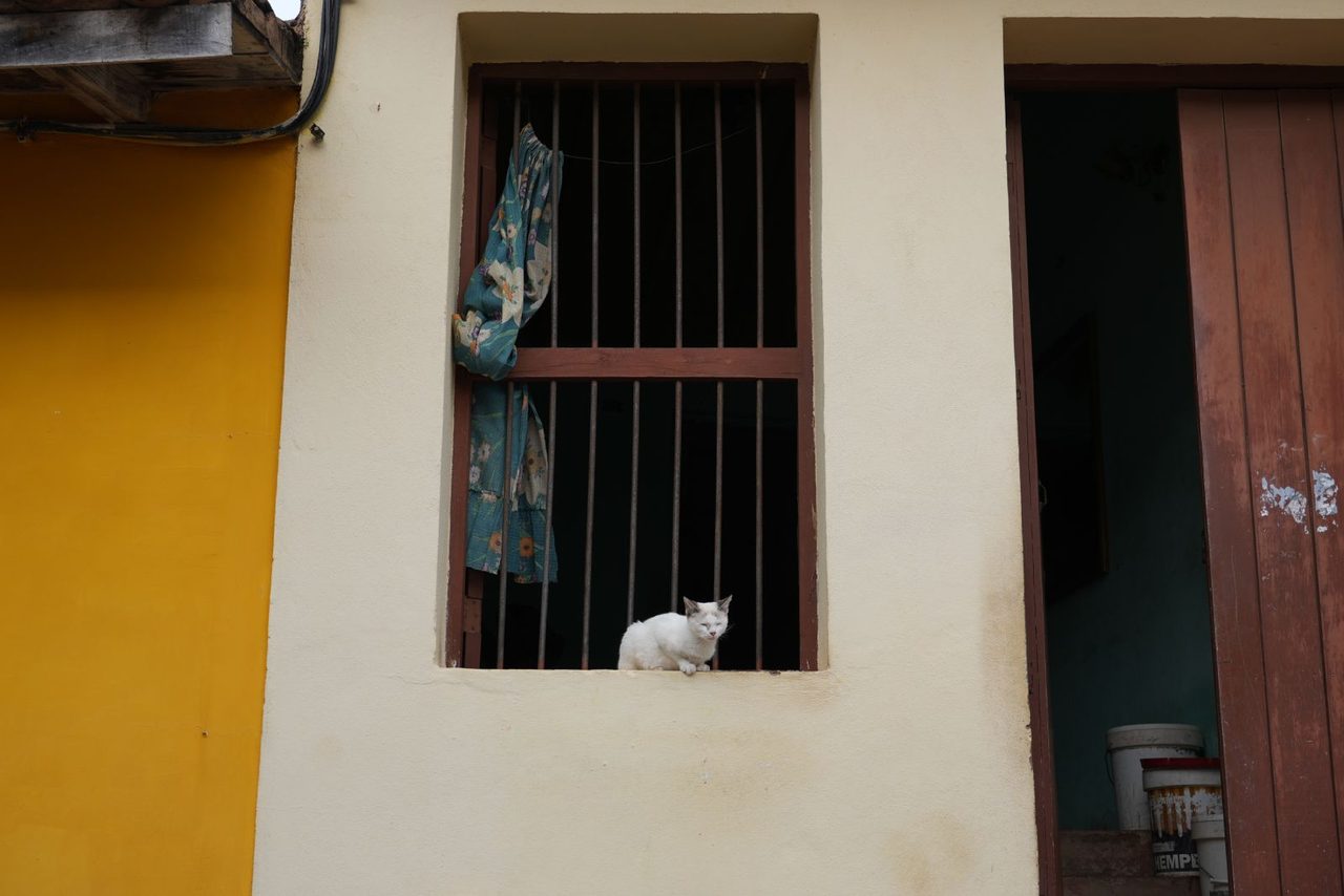 A Cat in a Window