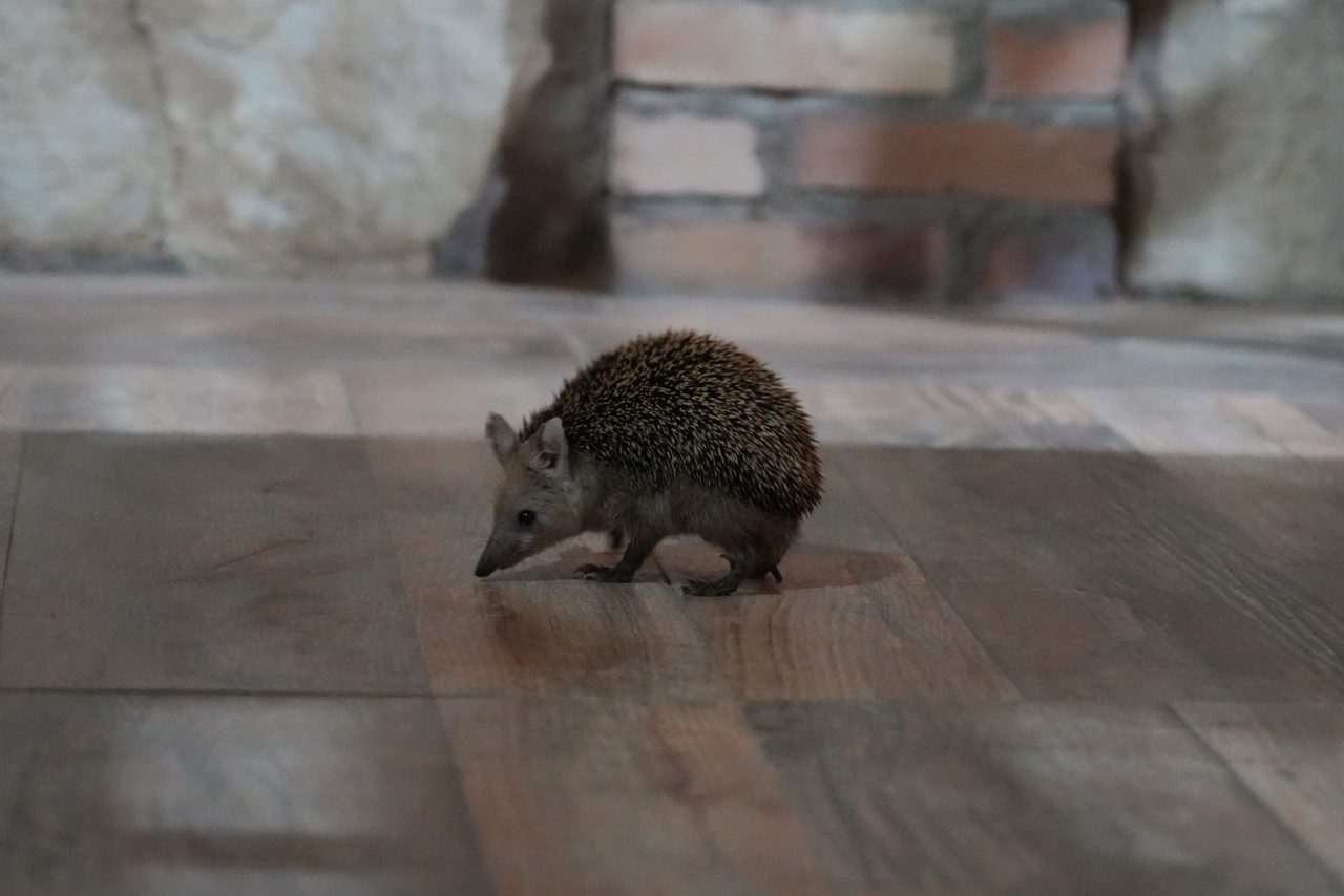 Long-Eared Hedgehog
