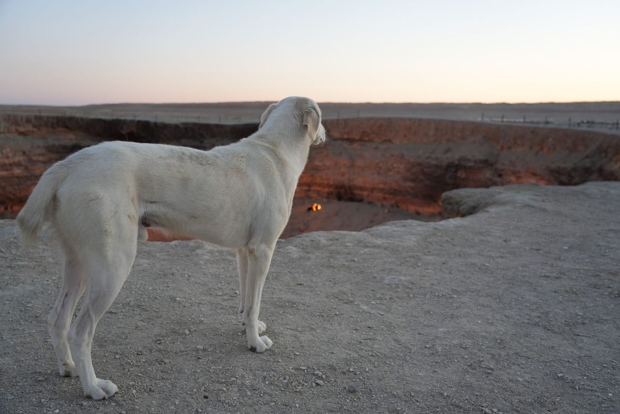 A Dog Watching Darvaza Gas Crater