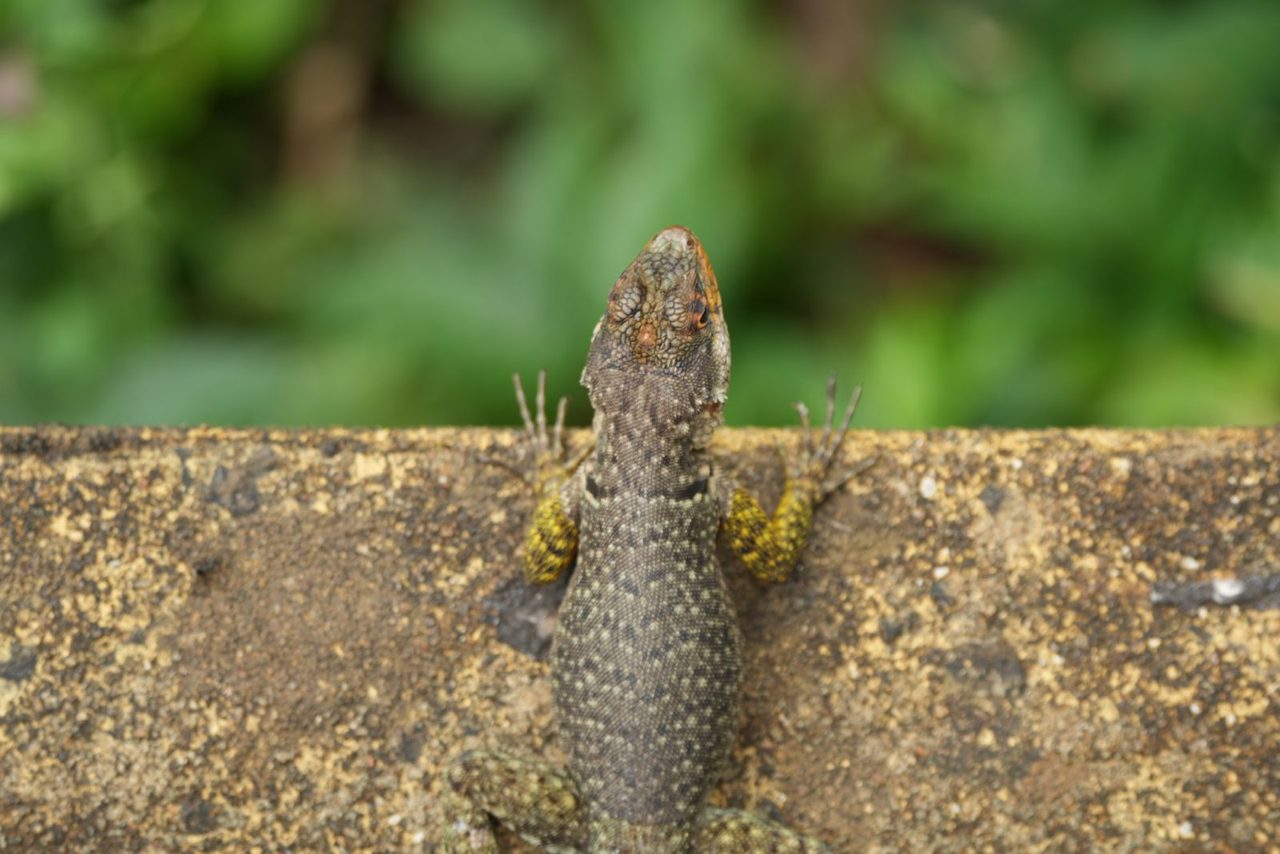 Tropidurus catalanensis