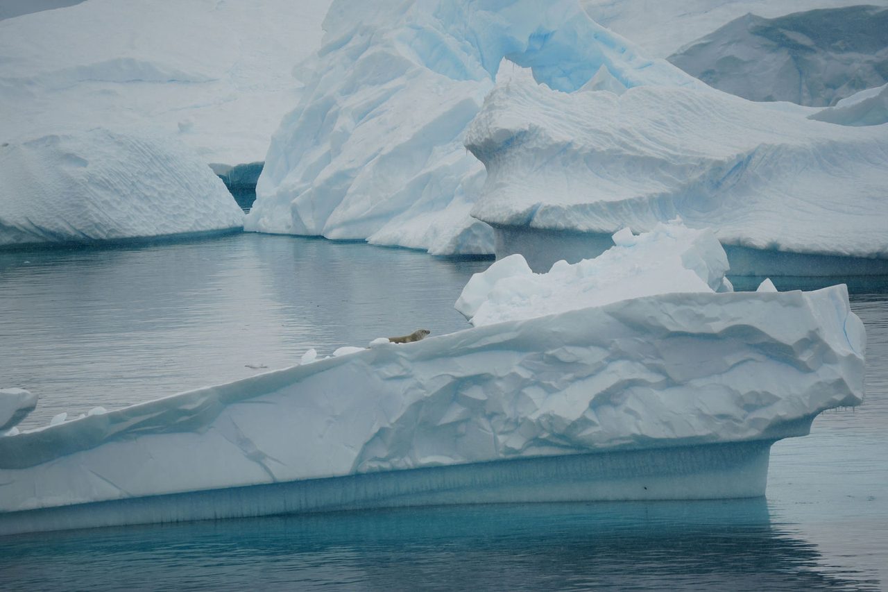 Crabeater Seal