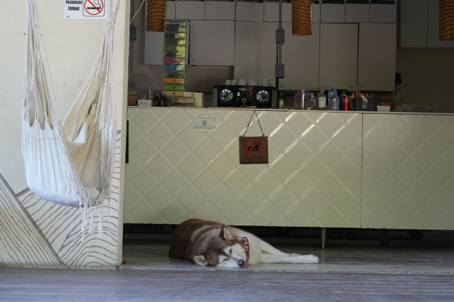 A Siberian Husky Sleeping