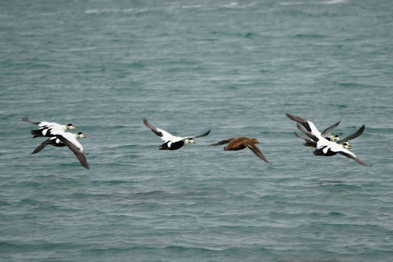 Common Eiders