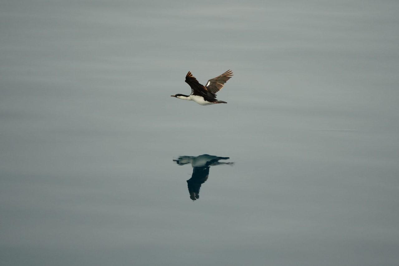 Antarctic Shag