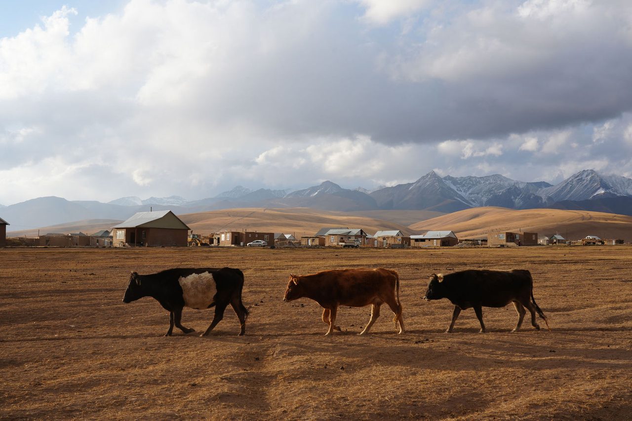 Cows