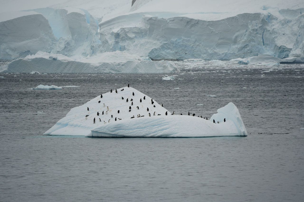Gentoo Penguins
