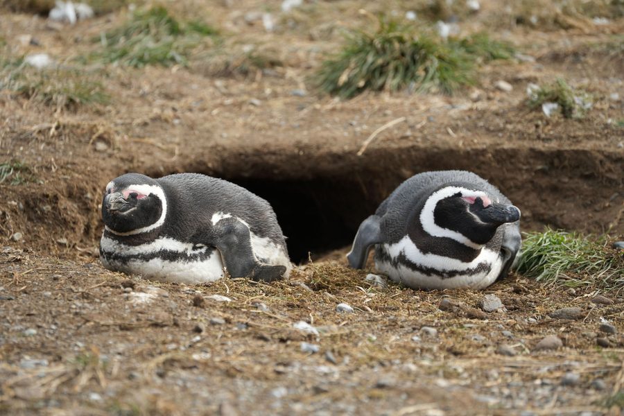 Magellanic Penguins