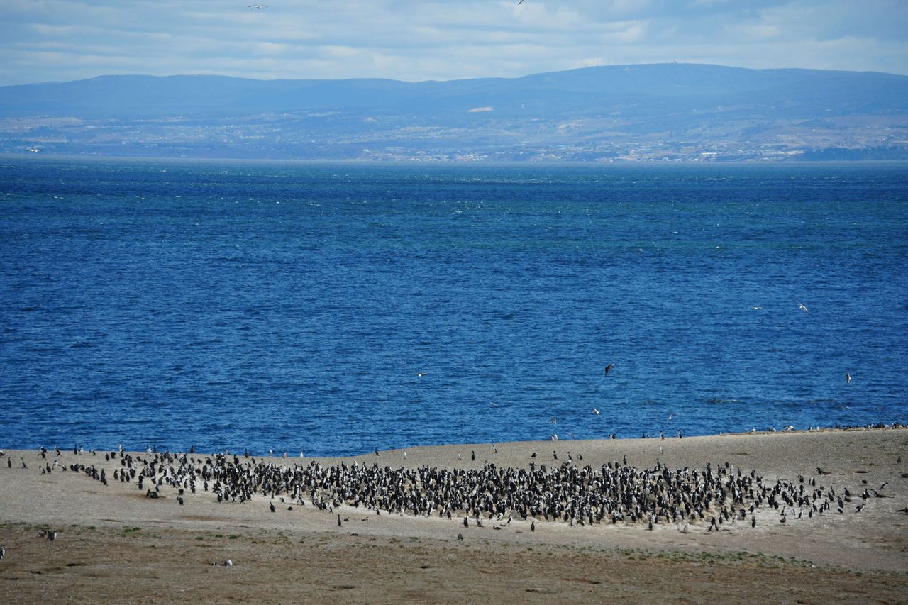 A Colony of Magellanic Penguins