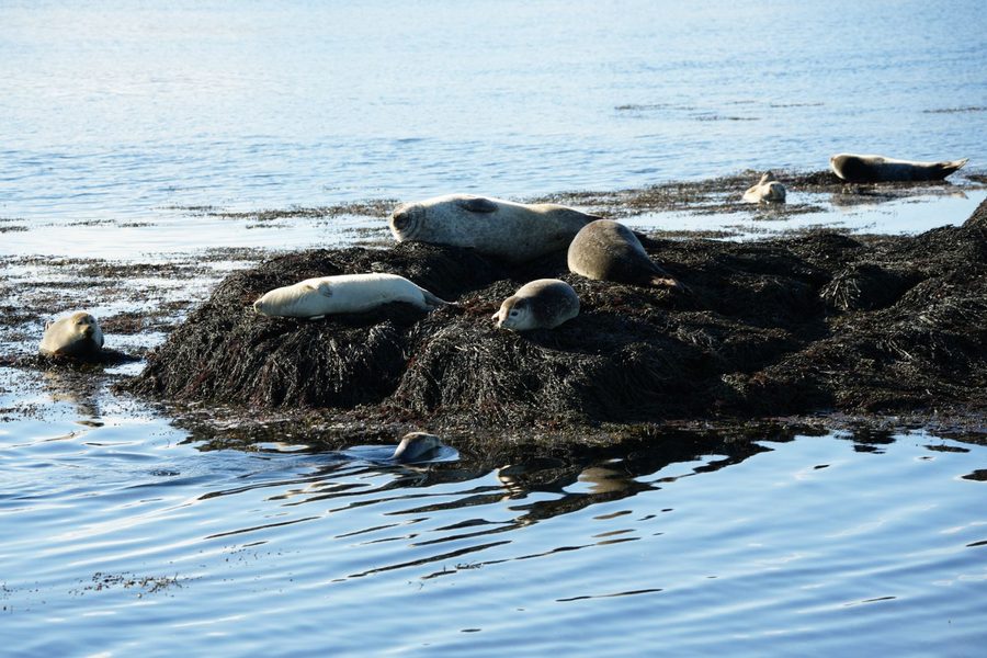 Harbor Seals