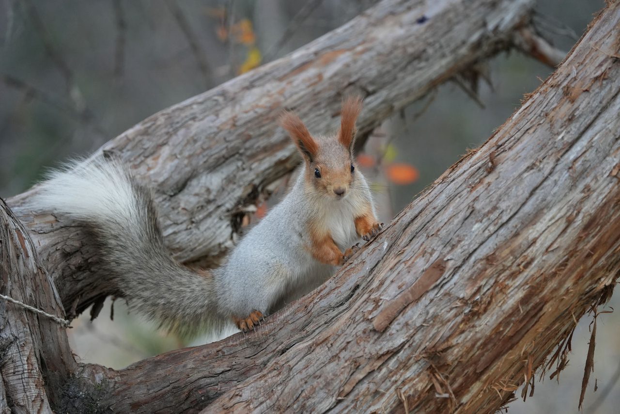 Eurasian Red Squirrel
