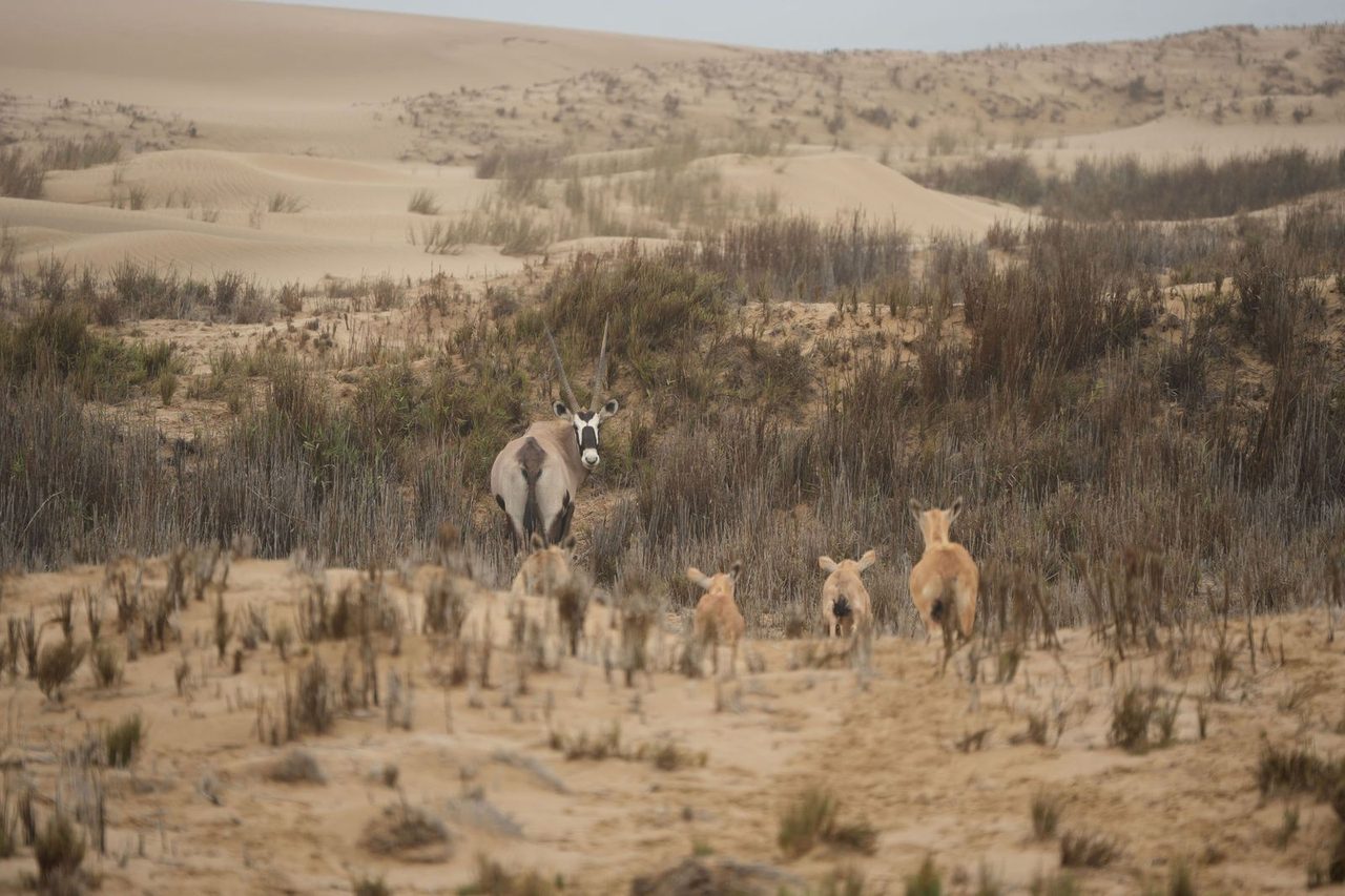 Gemsbok