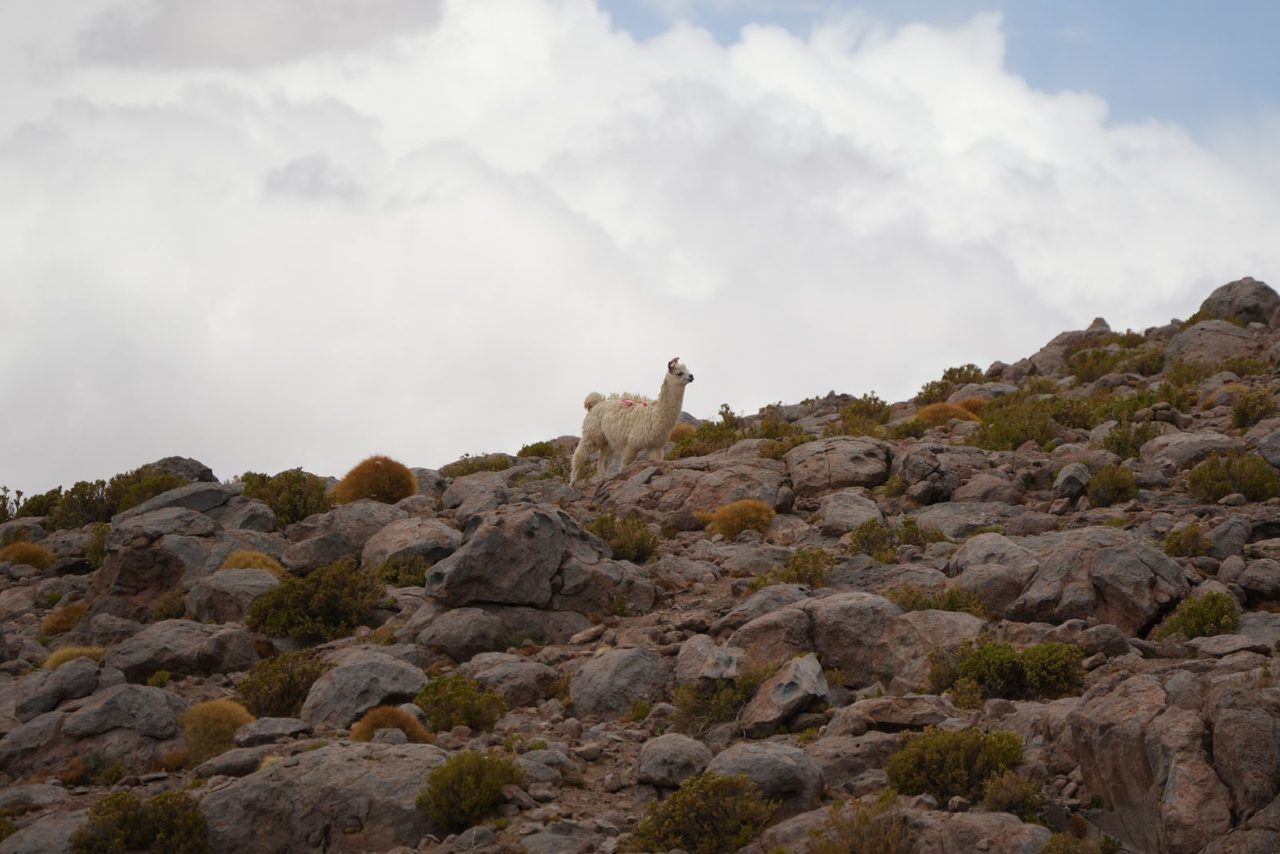 Llama