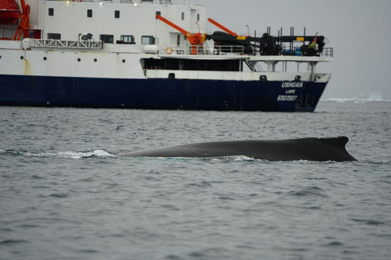 Humpback Whale