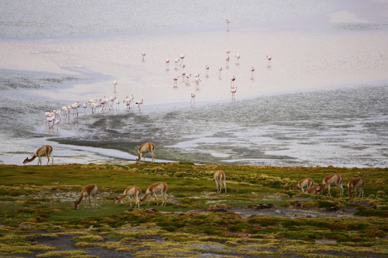 Vicuñas and Flamingos