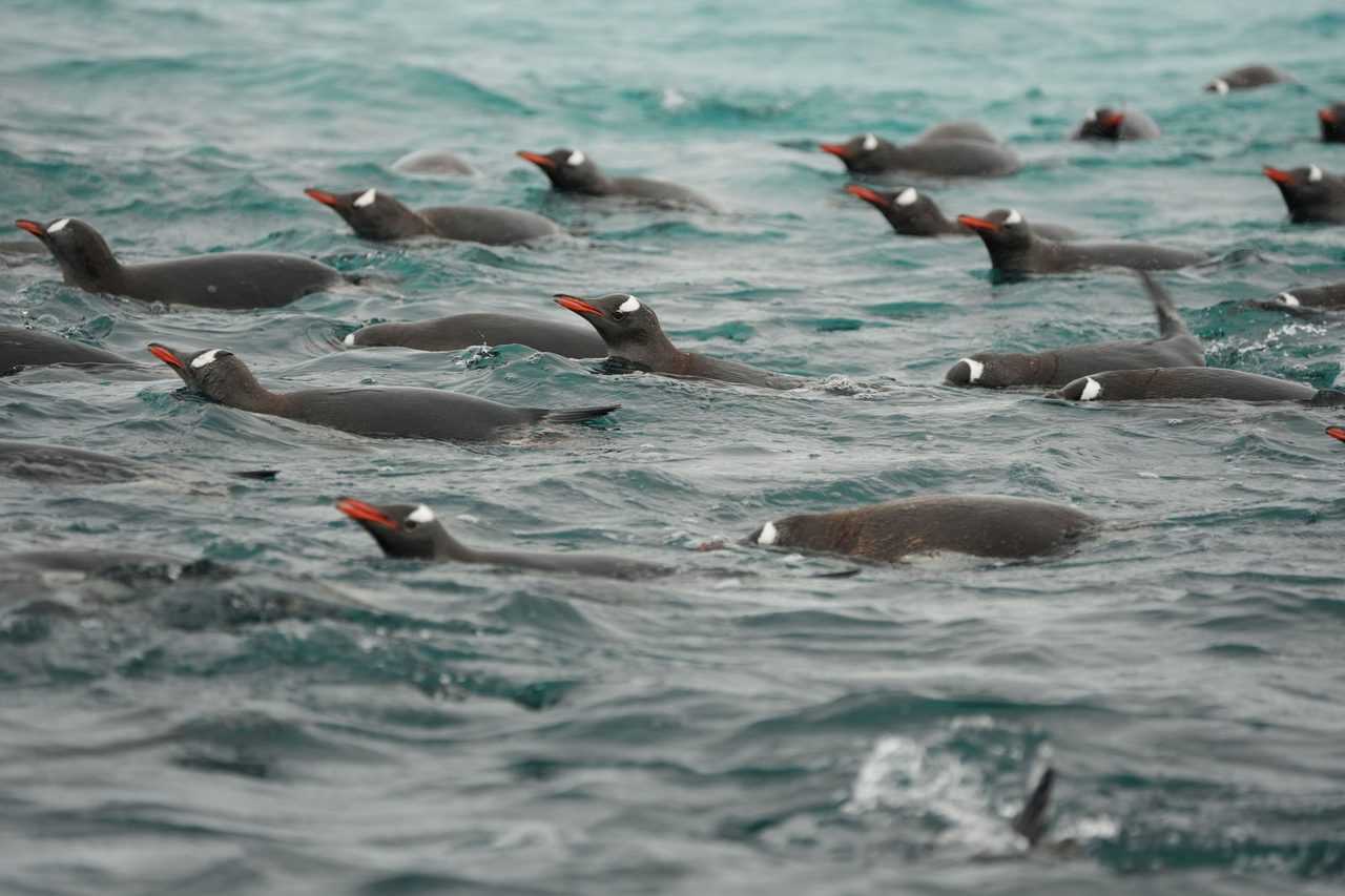 Swimming Gentoo Penguin
