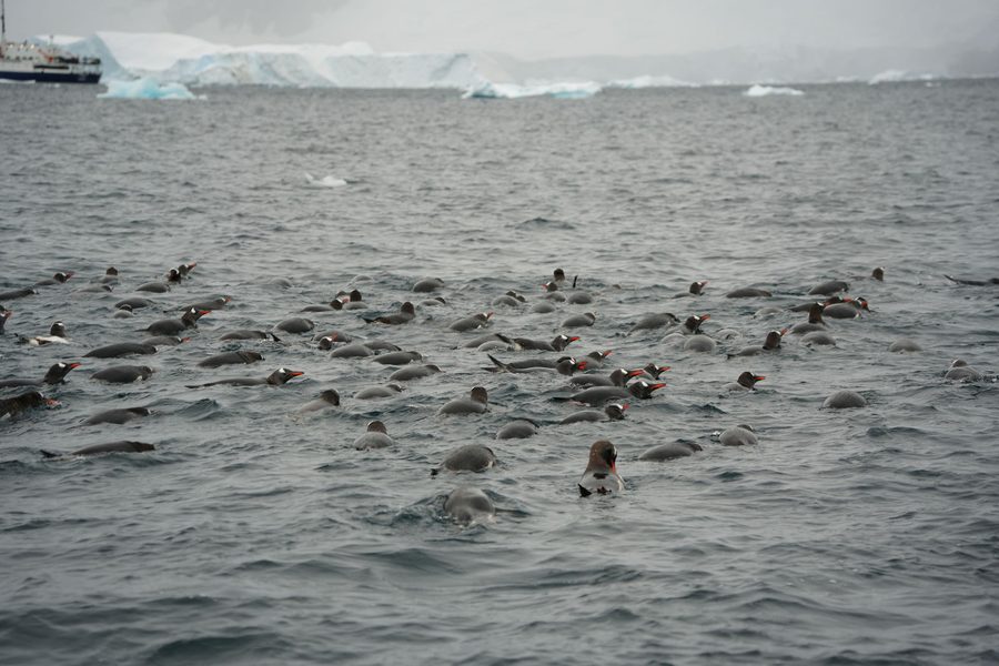 Swimming Gentoo Penguins