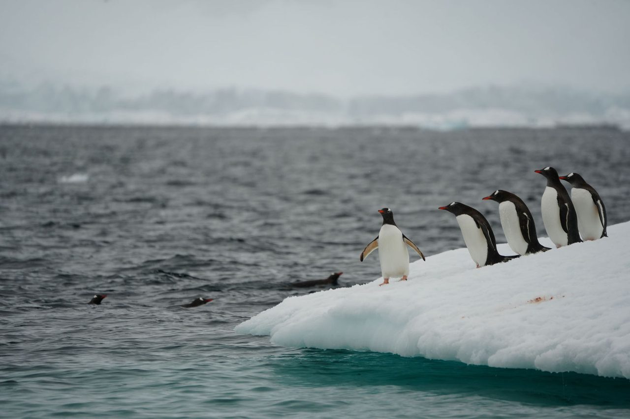 Gentoo Penguins