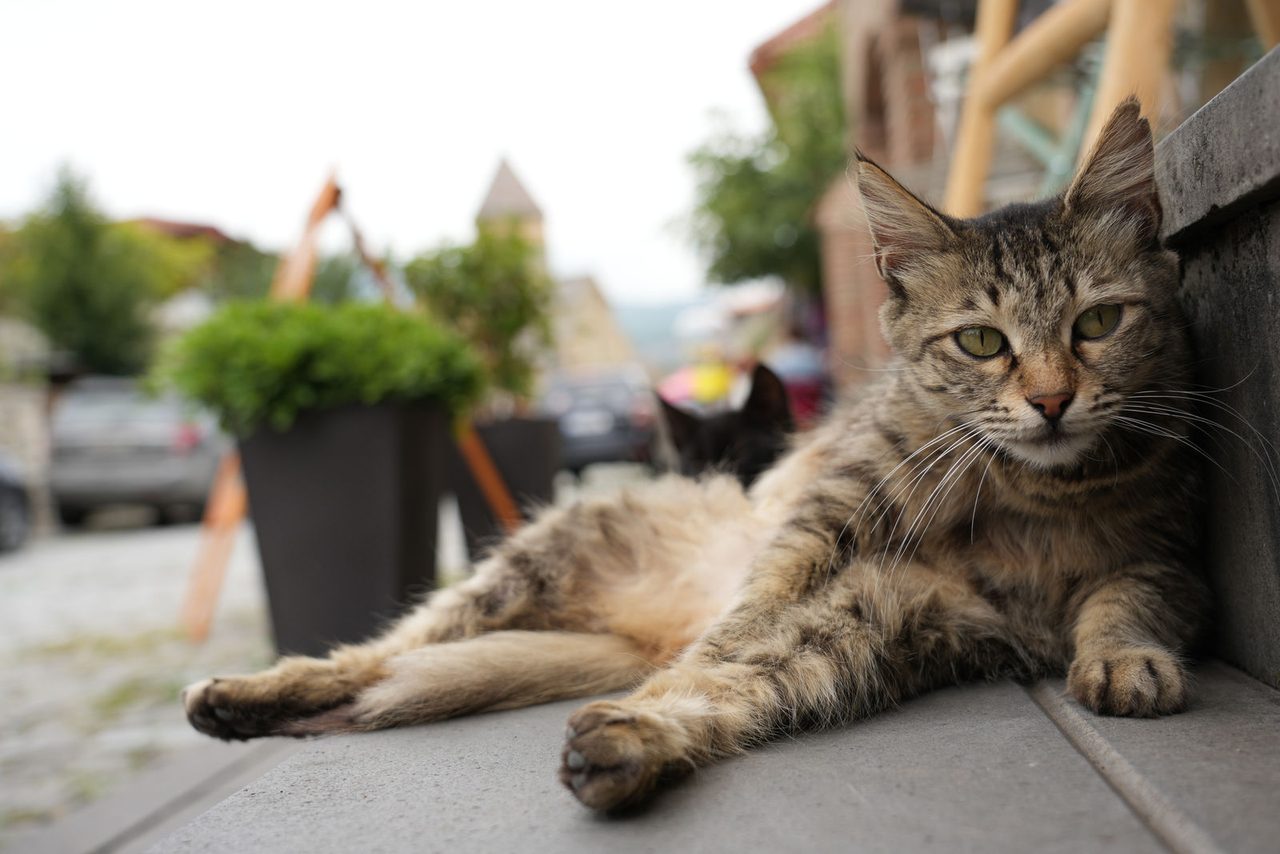 A local tabby cat in the streets of Mtskheta