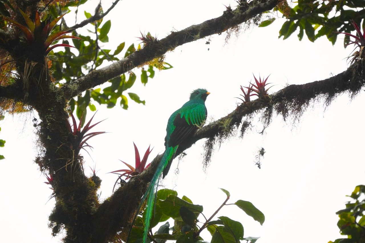 Quetzal