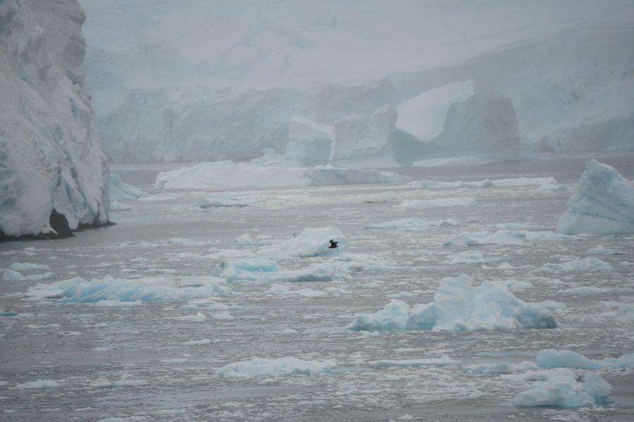 Iceberg