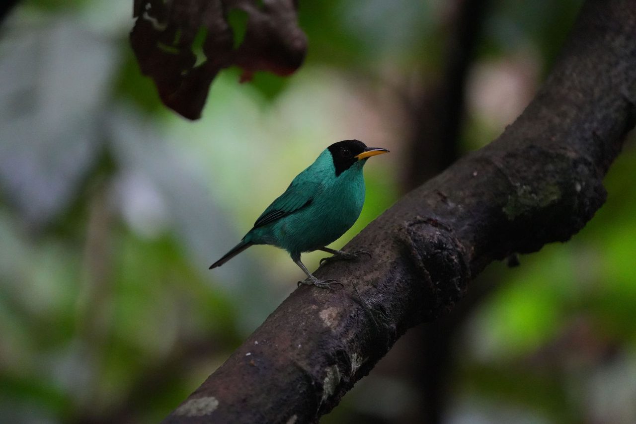 Green Honeycreeper
