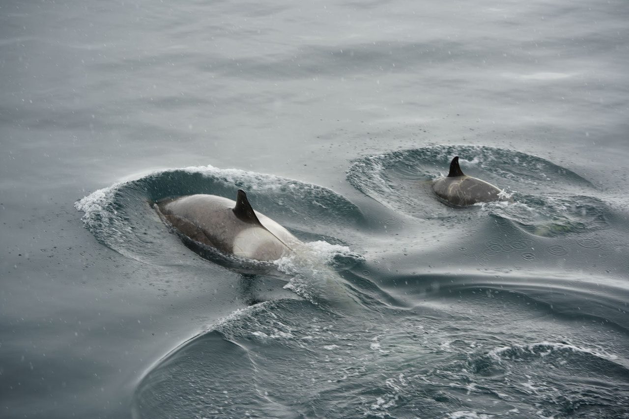 Orcas
