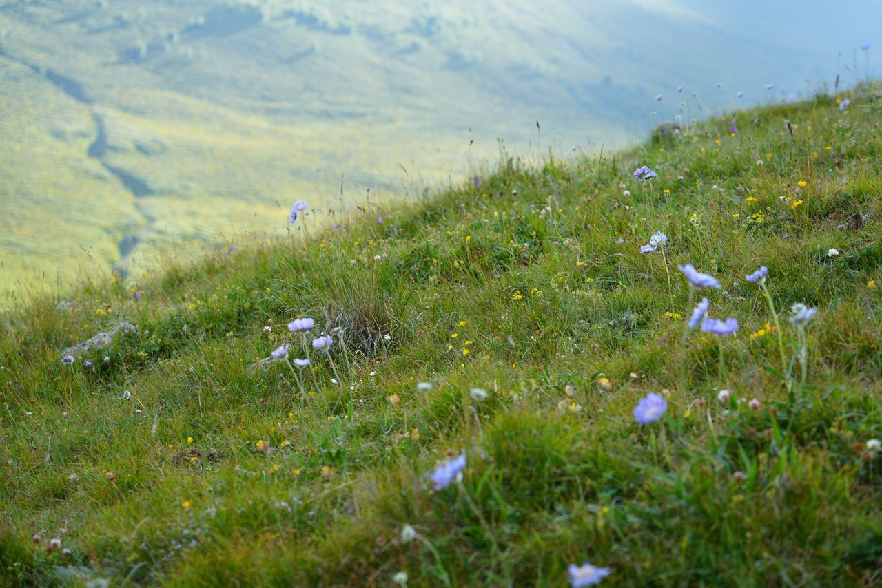 Alpine wildflowers in Kazbegi