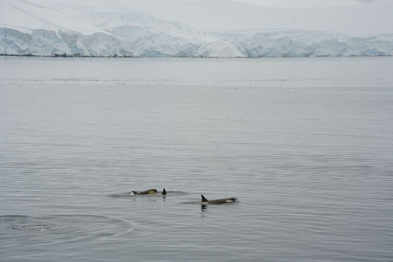 Orcas