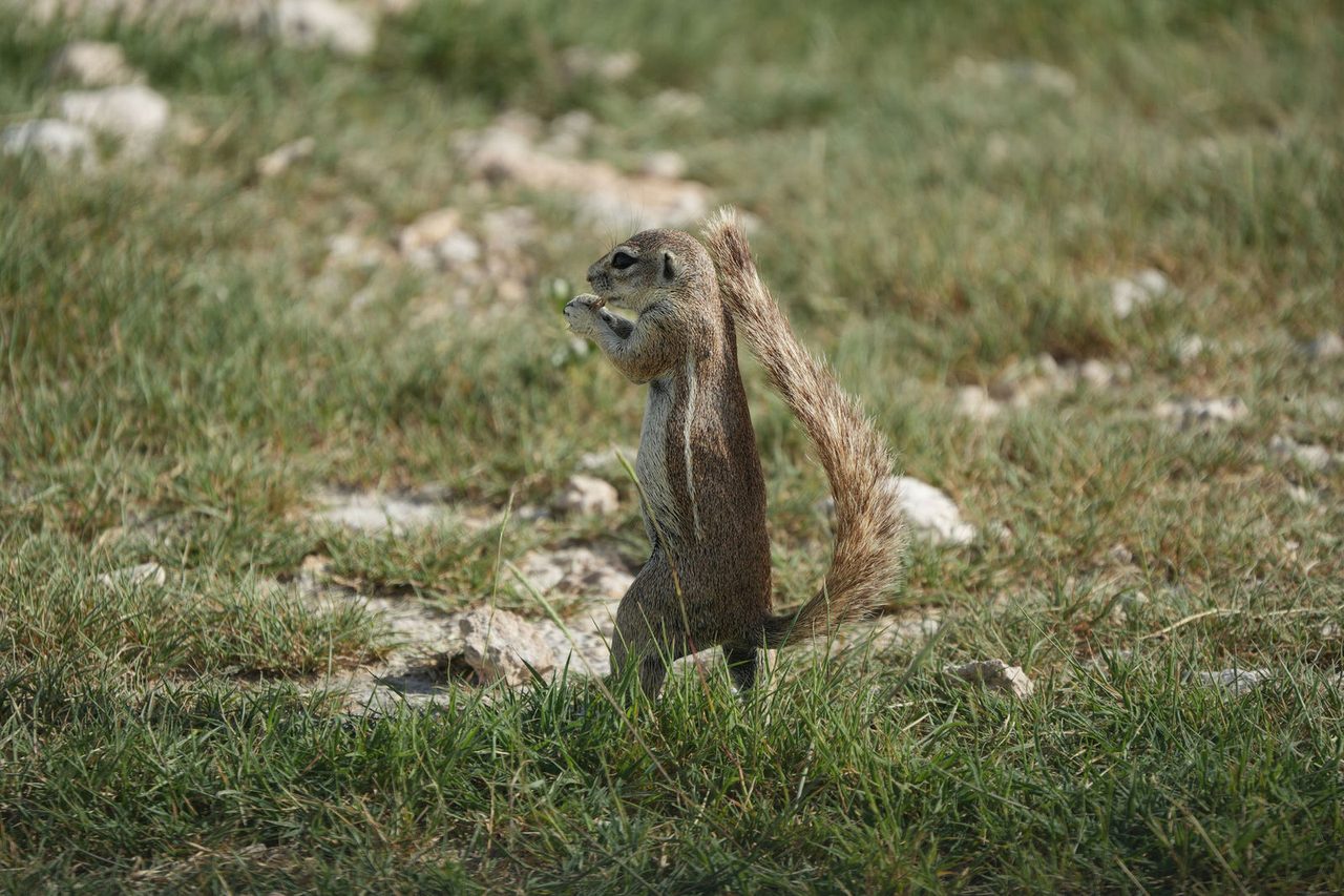 Cape Ground Squirrel