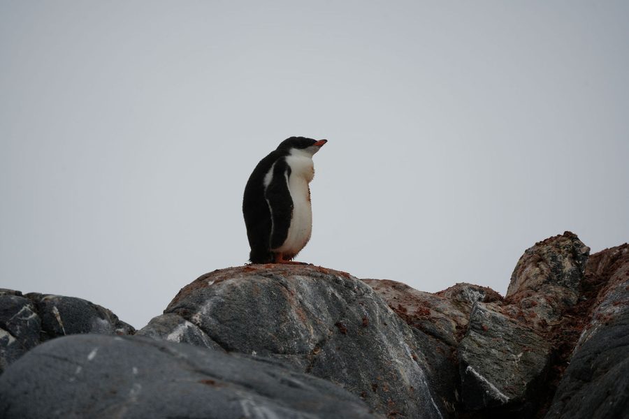 Gentoo Penguin