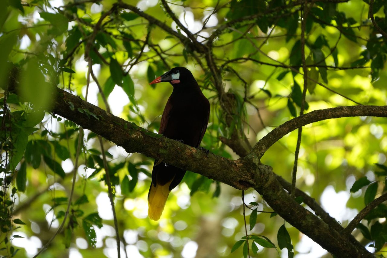 Montezuma Oropendola