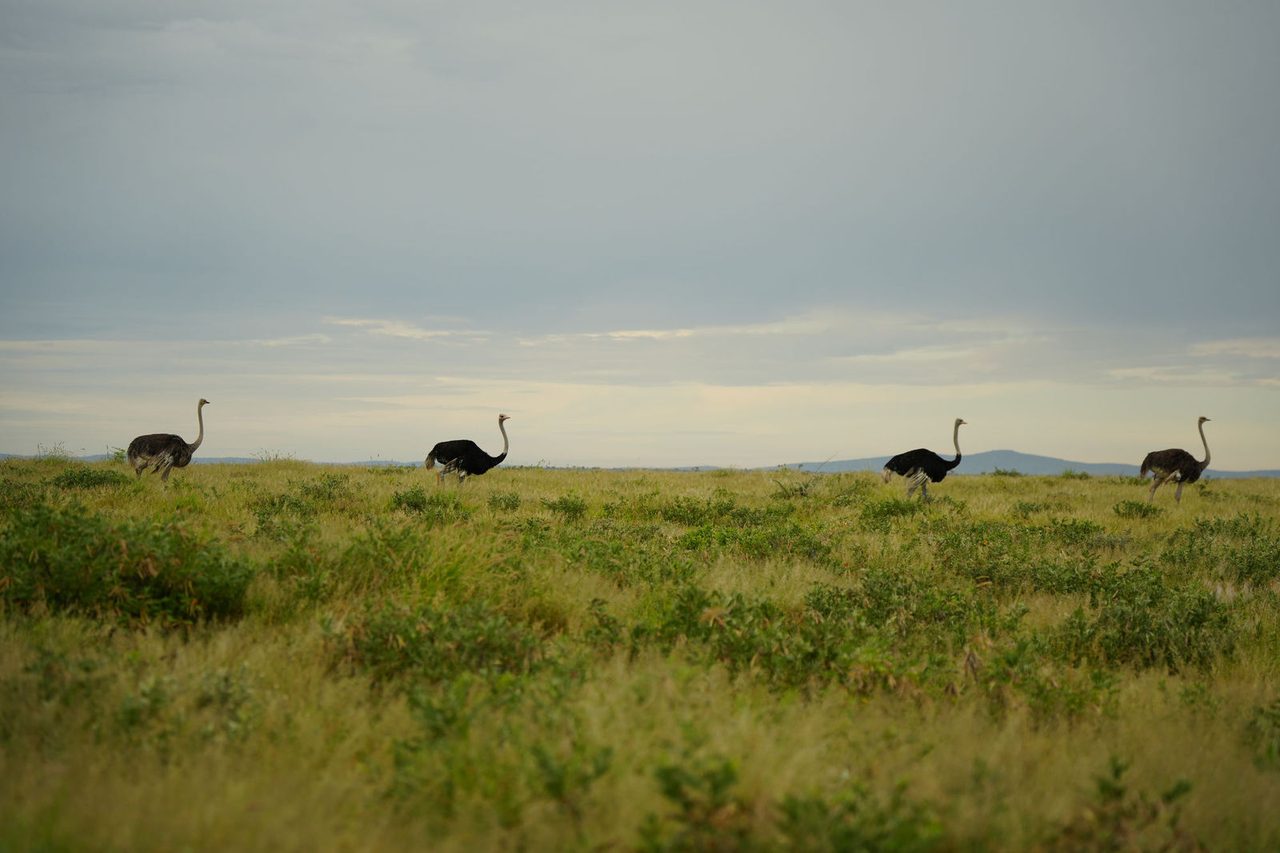 Ostriches
